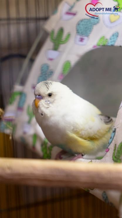 Anu