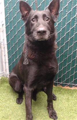 Adoptable Dog