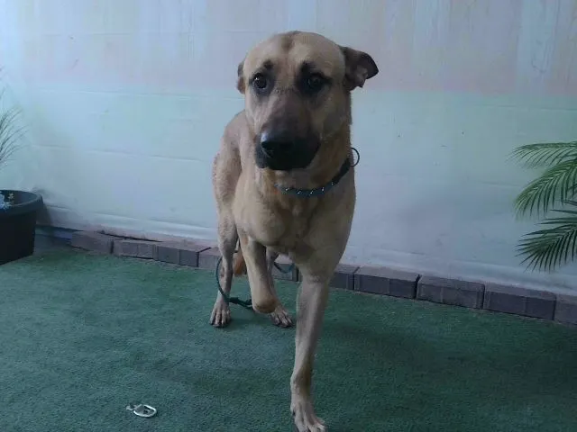 Adoptable Dog
