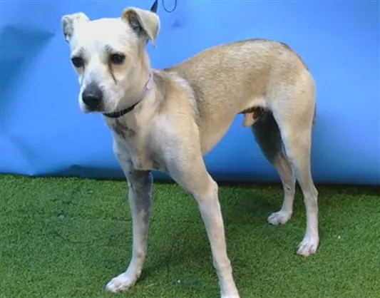 Adoptable Dog