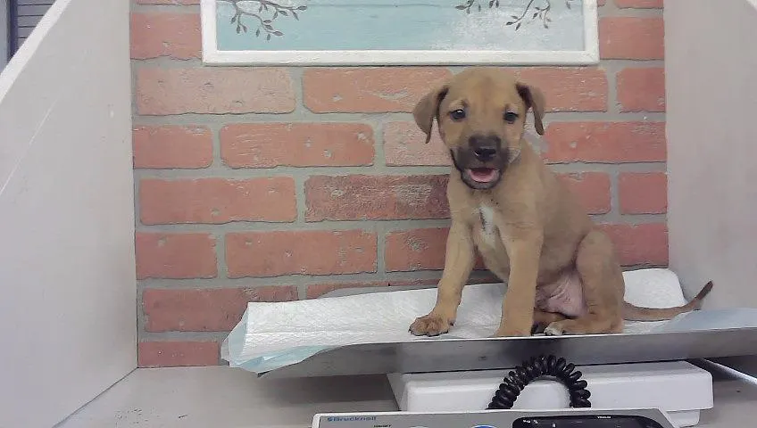 Adoptable Dog