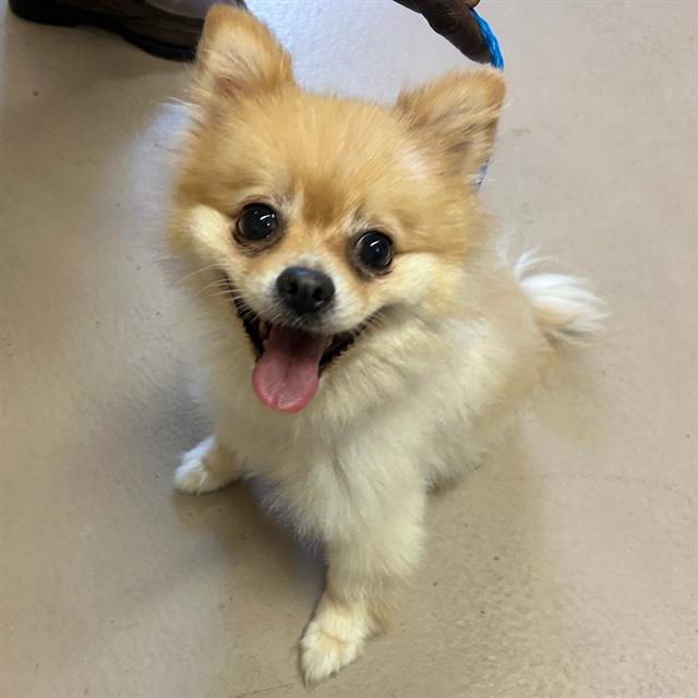 Melo