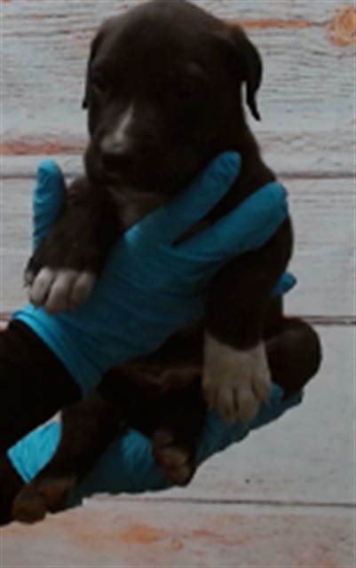 Wakka