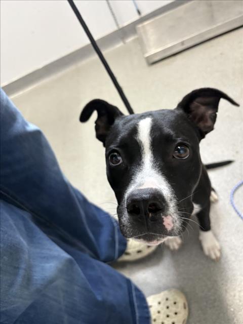 Adoptable Dog