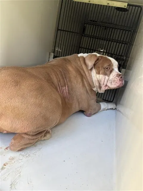 Adoptable Dog