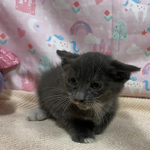 Adoptable Cat