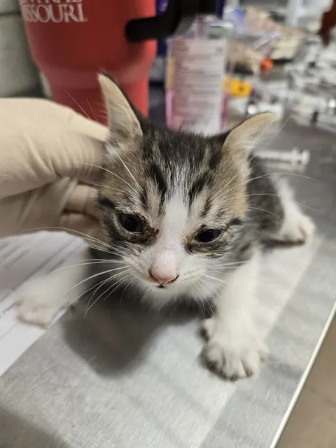 Adoptable Cat
