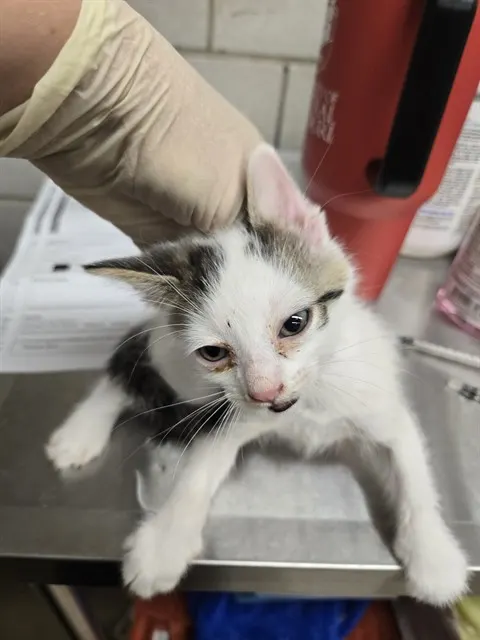Adoptable Cat