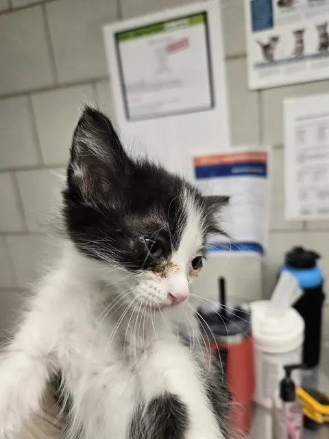Adoptable Cat