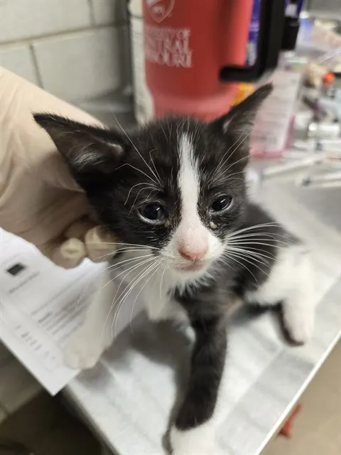 Adoptable Cat