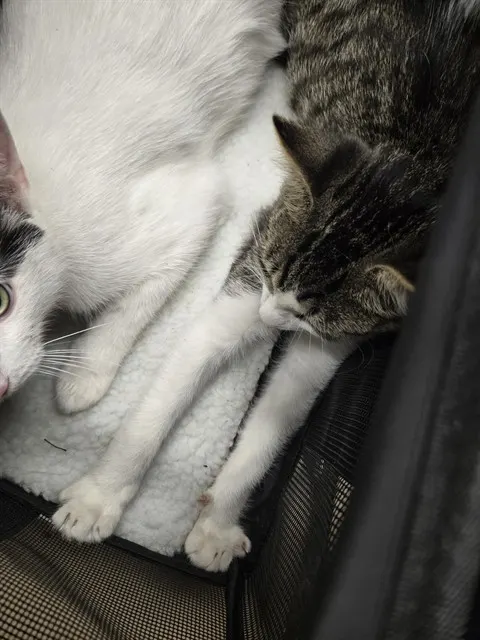 Adoptable Cat