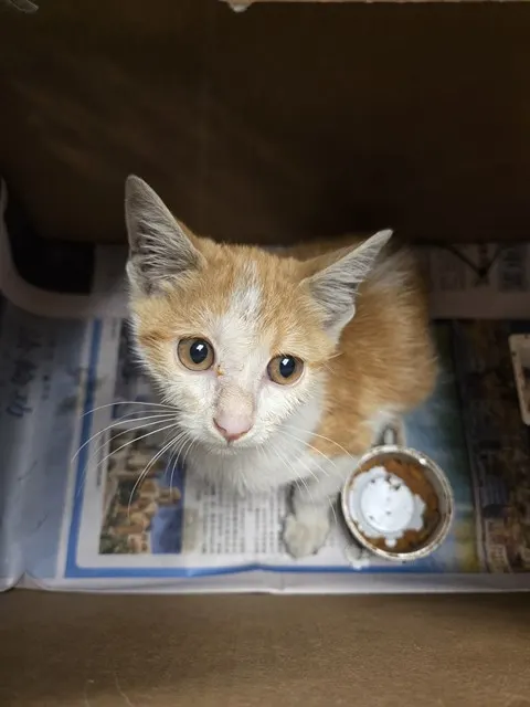 Adoptable Cat