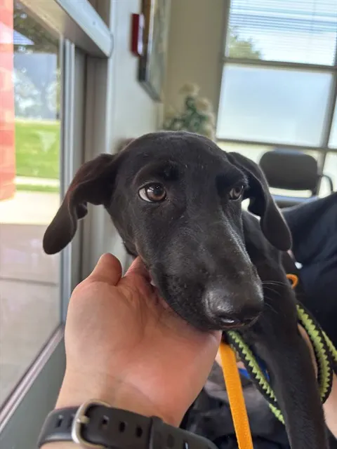 Adoptable Dog