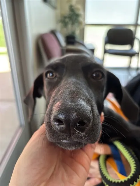 Adoptable Dog