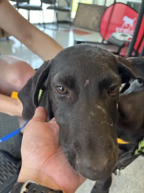 Adoptable Dog