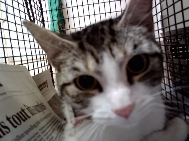 Adoptable Cat