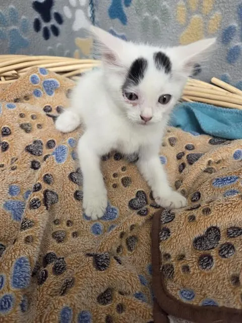 Cavella