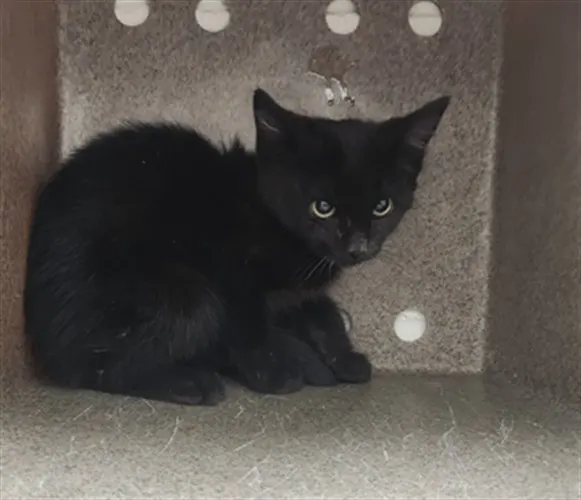Noir