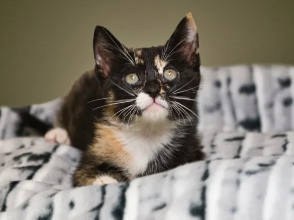 Nova
