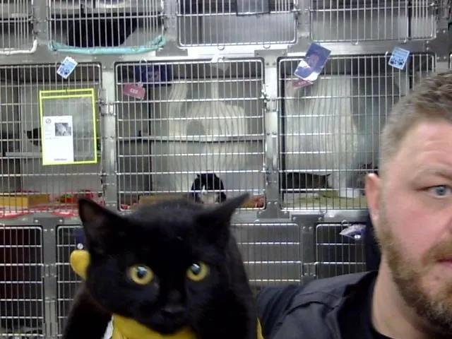Adoptable Cat