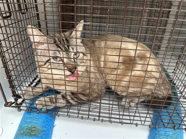 Adoptable Cat