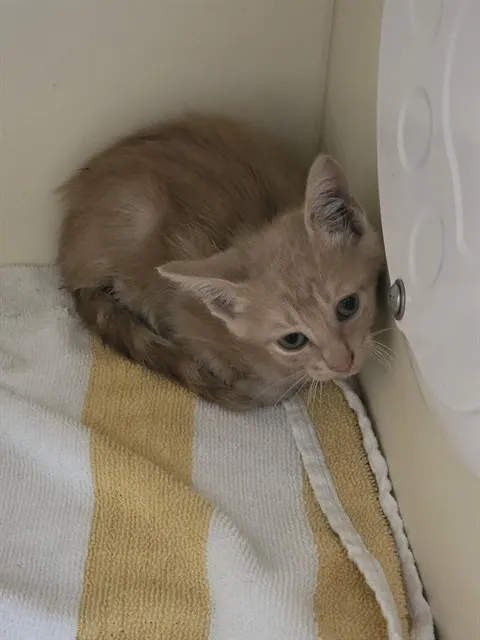 Cat 1