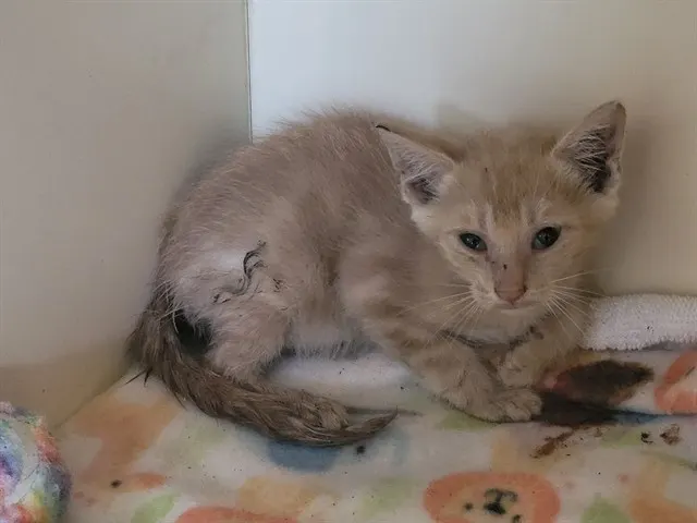 Cat 2