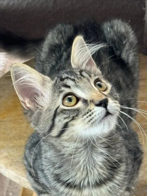 Spunky
