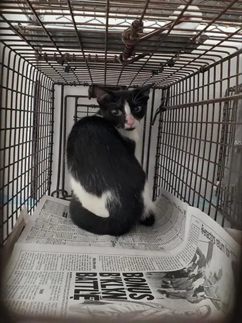 Adoptable Cat