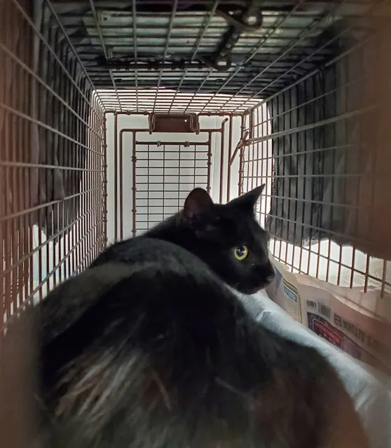 Adoptable Cat