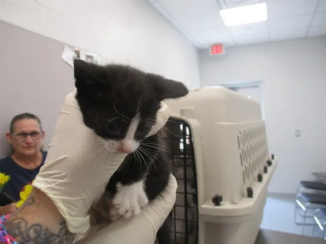 Adoptable Cat
