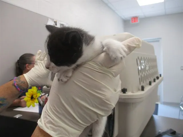 Adoptable Cat