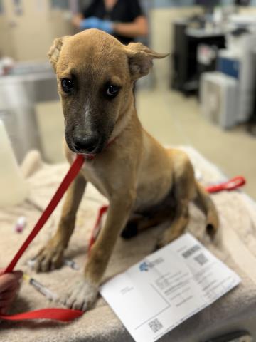Adoptable Dog