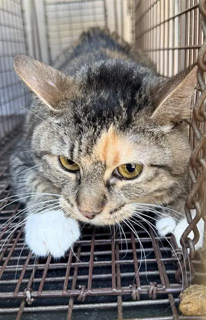 Adoptable Cat