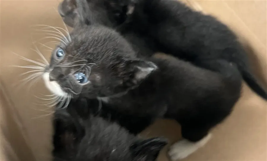 Adoptable Cat