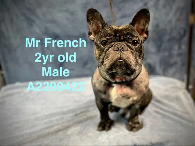 Mr. French