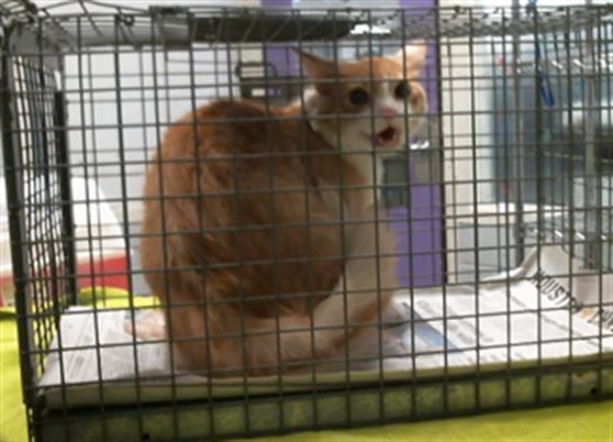 Adoptable Cat