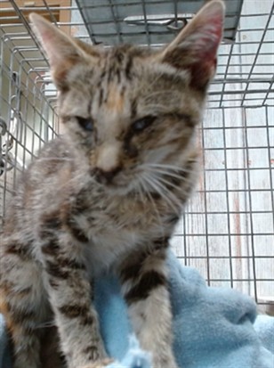 Urgent Med Adopt Poppy