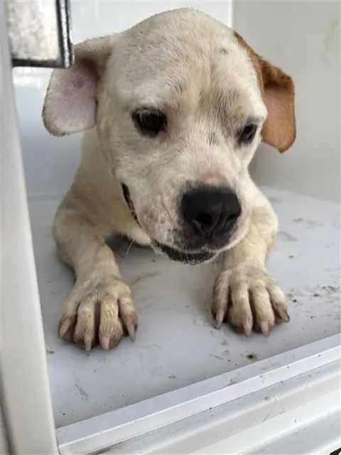 Adoptable Dog