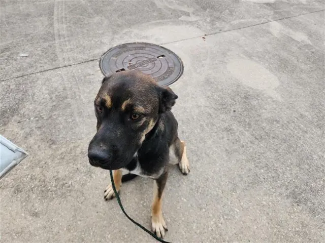 Adoptable Dog