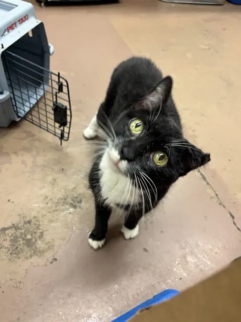 Adoptable Cat