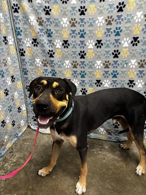 Adoptable Dog