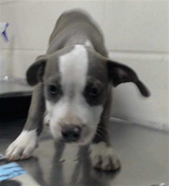 Adoptable Dog