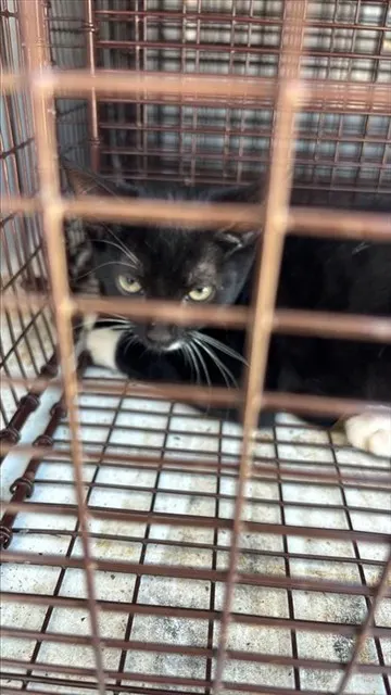 Adoptable Cat
