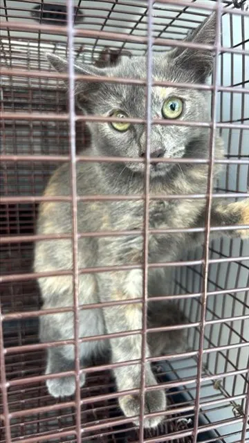 Adoptable Cat