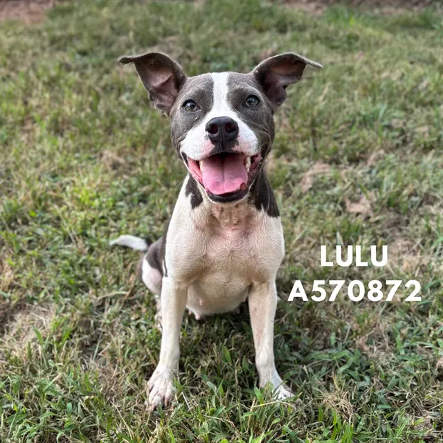 Lulu
