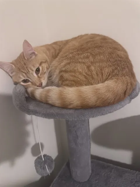 Peaches