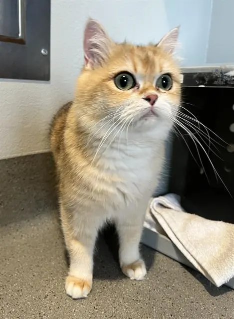 Maple