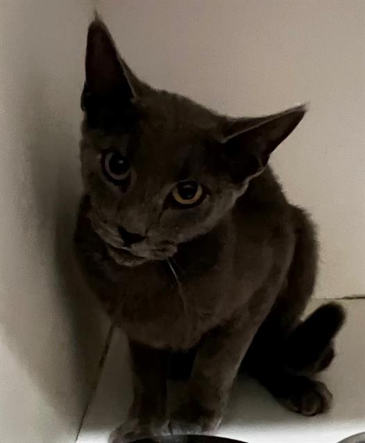 Adoptable Cat
