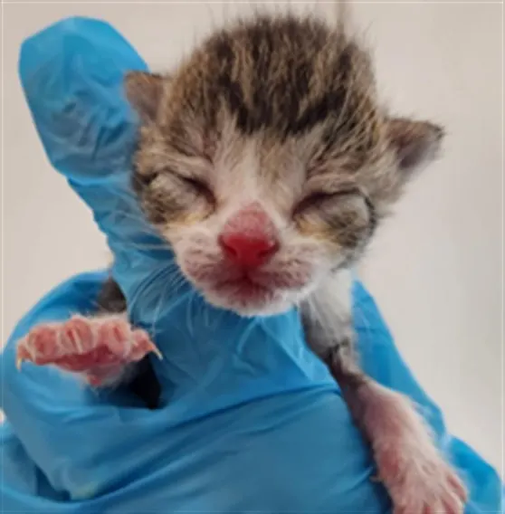 Adoptable Cat